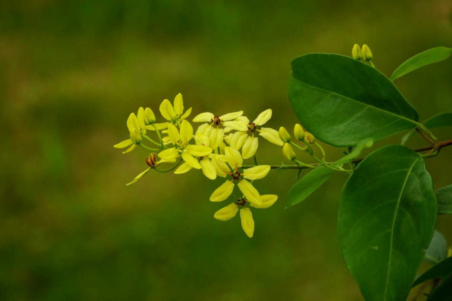 Çiçek sağlığını etkileyen çevresel faktörlerin analizi